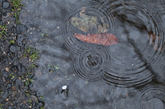 雨音にひとひら