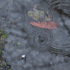 雨音にひとひら