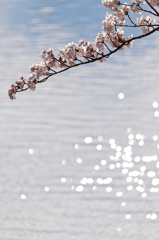 水面と桜