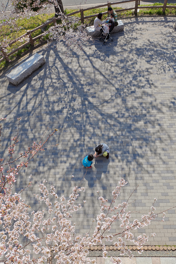 桜の時