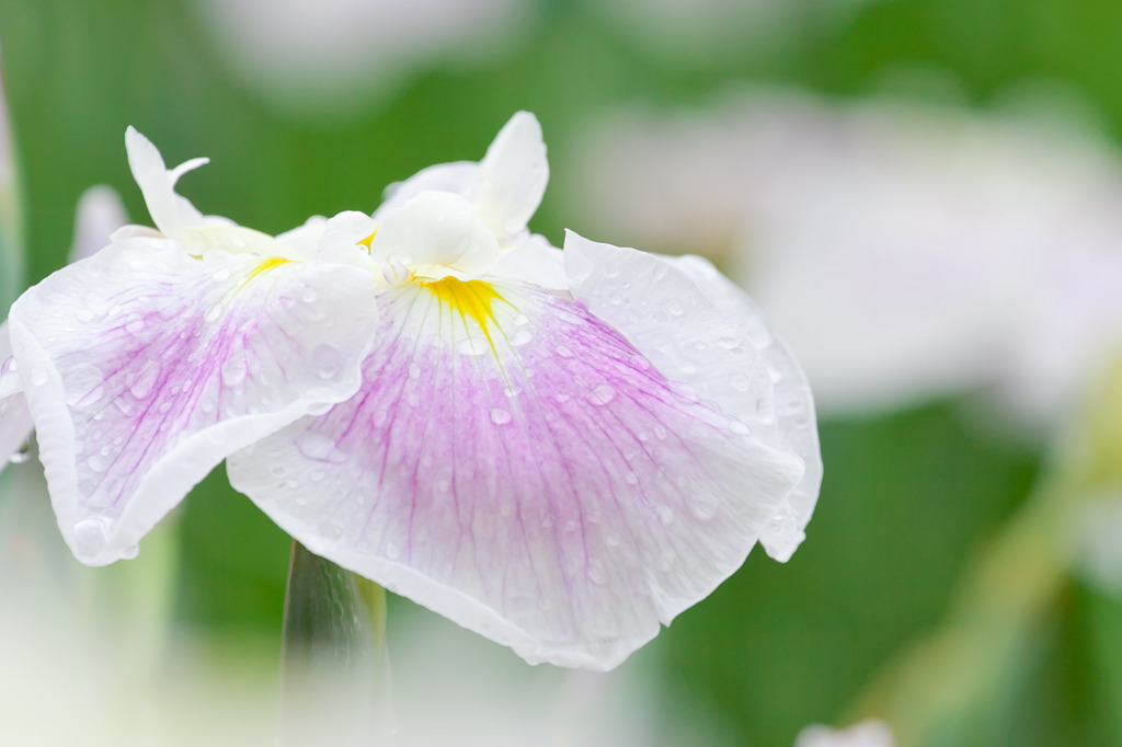 雨上がりの花菖蒲