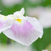 雨上がりの花菖蒲