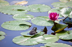 花を愛でる