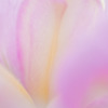 おおきな花びら