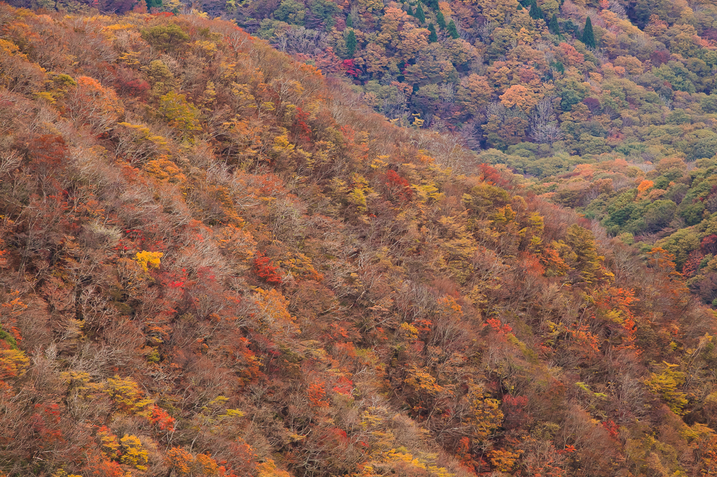 秋の山