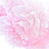 春の花束