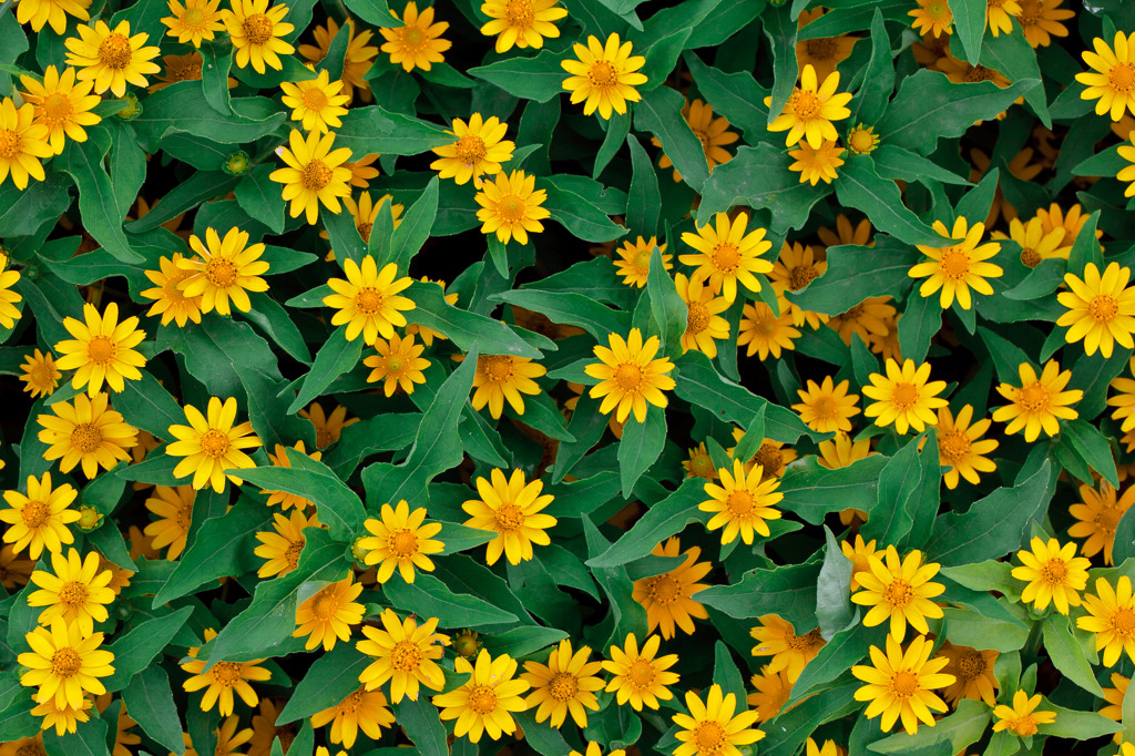 満開の夏の花