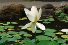 20110712 010_R