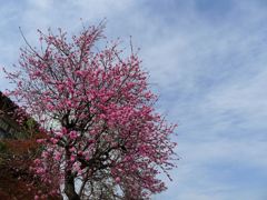 20110415 045_R
