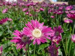 20110410 077_R