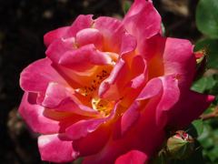 20110410 101_R