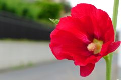 20110614 003_R