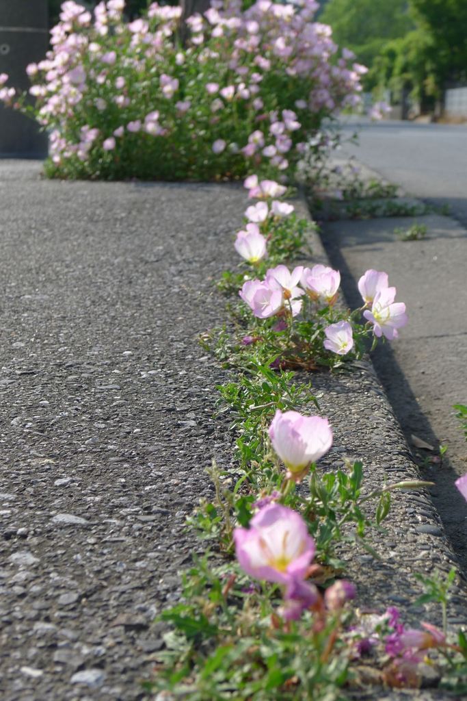 20110520 015_R