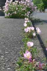 20110520 015_R