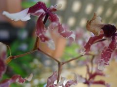 20110410 026_R