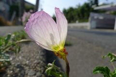 20110520 016_R