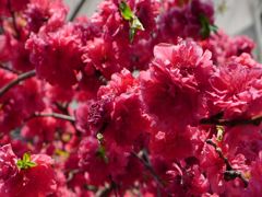 20110415 008_R