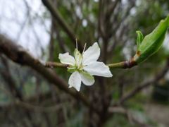 20110422 050_R