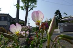 20110520 017_R