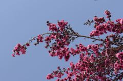 20110520 007_R