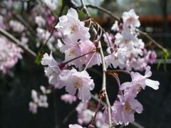 20110415 023_R