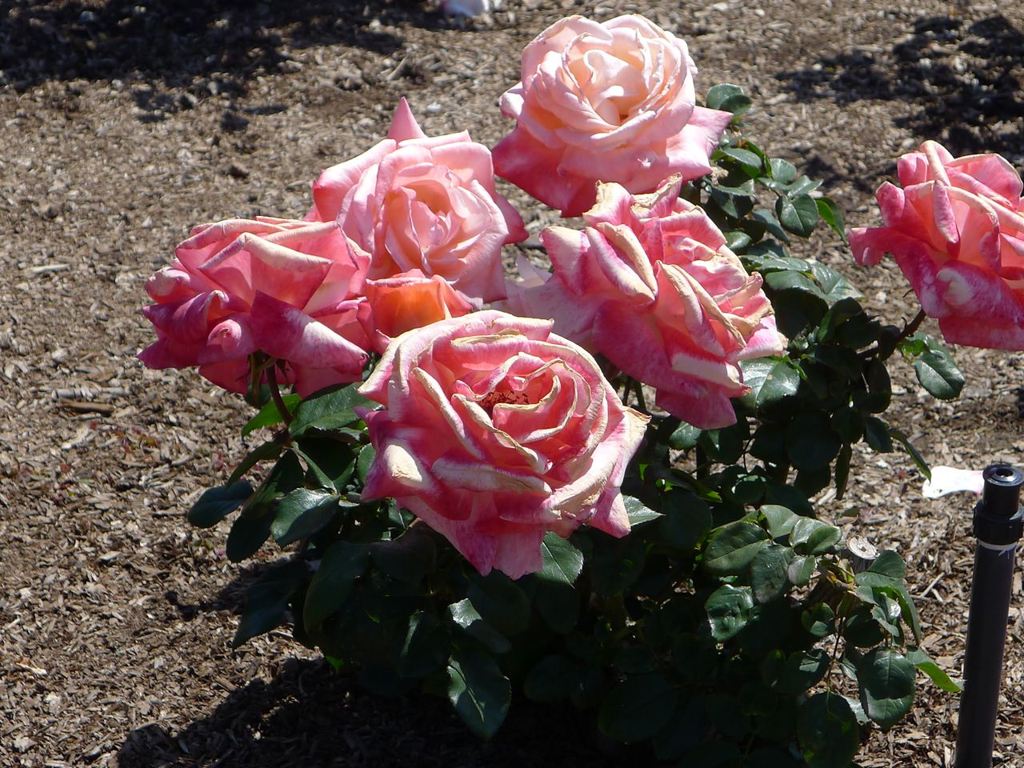 20110410 094_R
