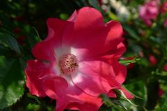 20110520 011_R