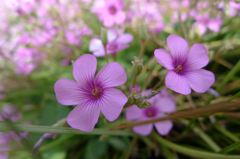 20110515 026_R