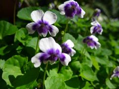 20110410 031_R