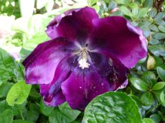 20110410 040_R