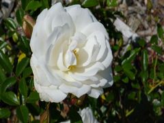 20110408 003_R