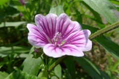 20110515 003_R