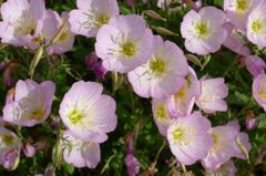 20110520 019_R
