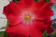 20110520 010_R