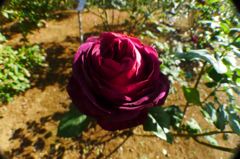 20111101 082_R