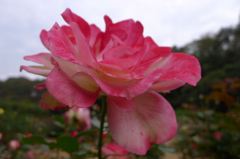 20111103 055_R