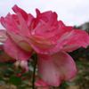 20111103 055_R