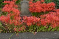 20110930 050_R