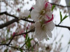 20110422 072_R
