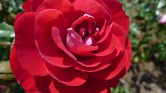 20110515 013_R