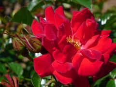 20110410 095_R