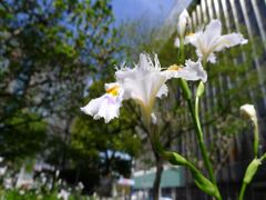 20110422 040_R