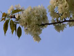 20110422 021_R