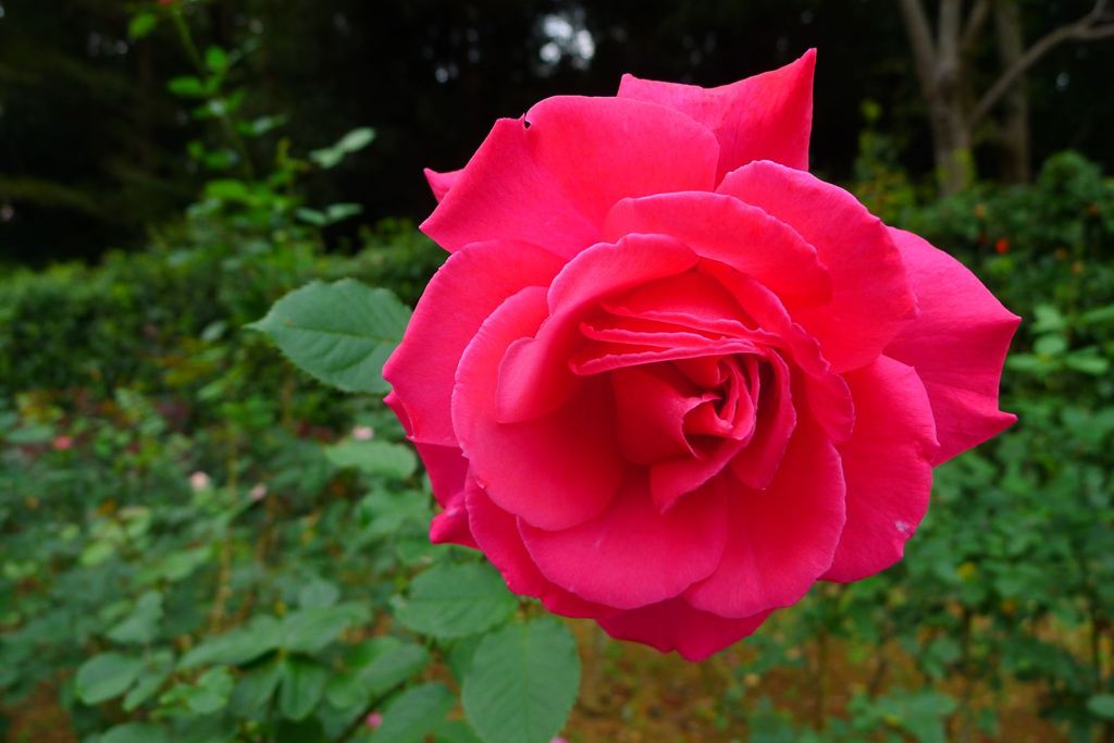 20111103 052_R