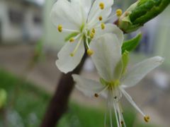 20110422 049_R