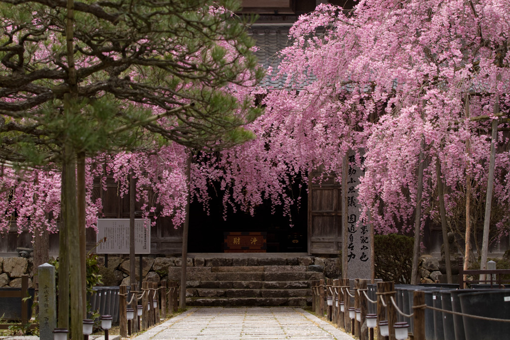 大同寺　桜