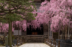 大同寺　桜