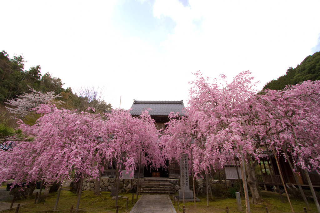 大同寺の桜