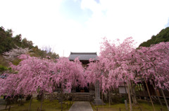 大同寺の桜