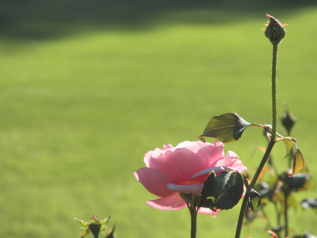 御苑の薔薇